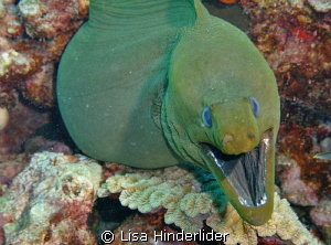 Green Morays are a favorite! They look scarier than they ... by Lisa Hinderlider 
